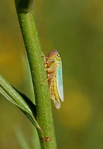 Réf. 190 107 : Cicadella viridis